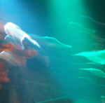 angels in flight